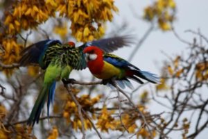 resizedimage600399-tpeasternrosellas1